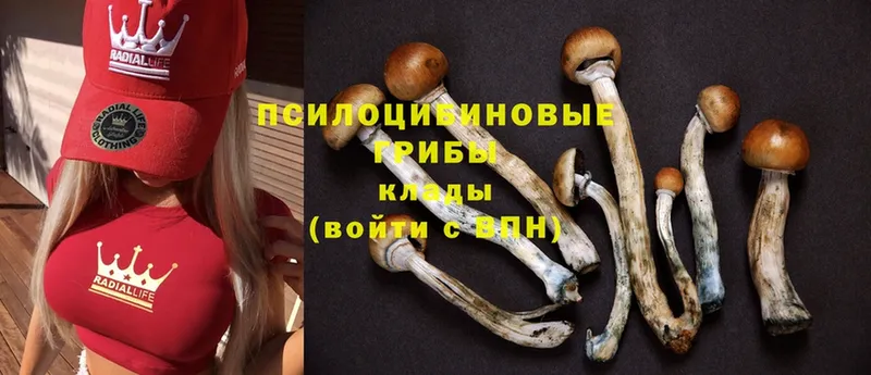 Галлюциногенные грибы Psilocybe  Беслан 